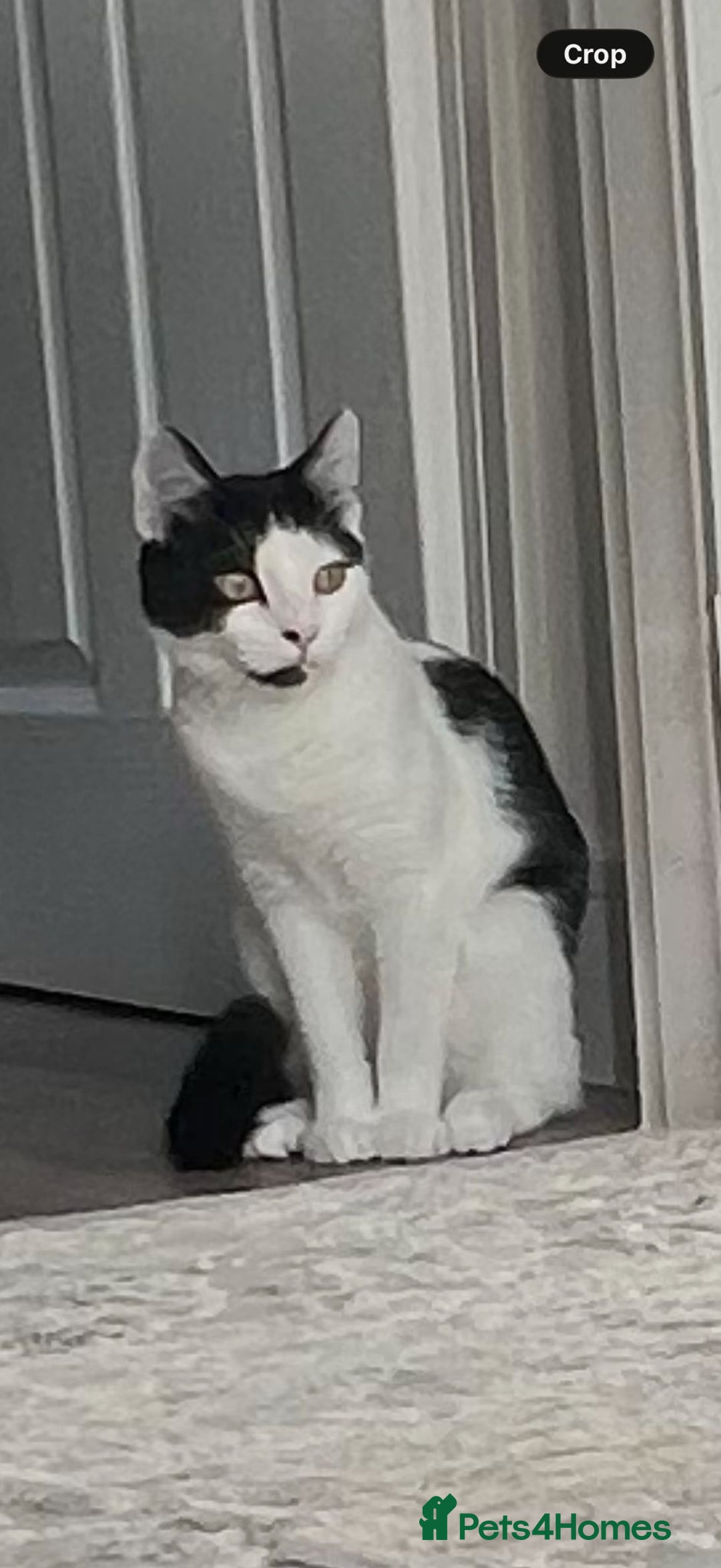 Mixed Breed cats for sale: 1 mum + 2 younger ones  - Advert 2