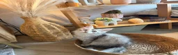 Maine Coon cats for sale: Maine coon kitten - Advert 10