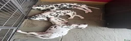 Dalmatian dogs for sale: Mr black - gorgeous black boy …..  - Advert 4