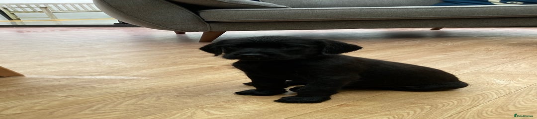 Maggie