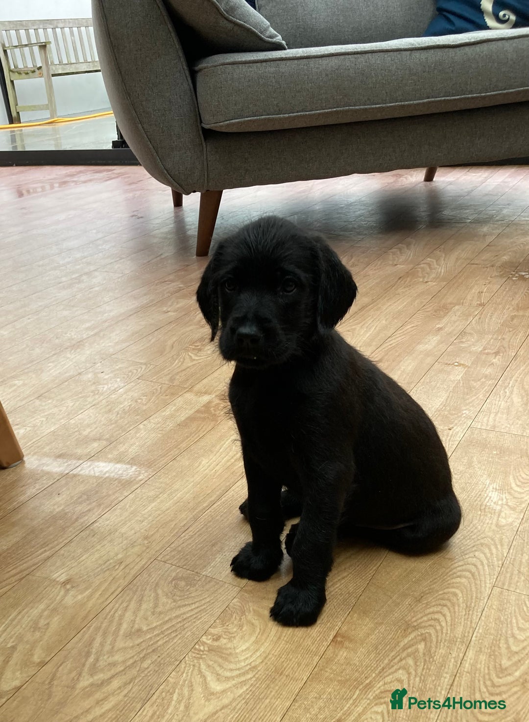 Mixed Breed dogs for sale: German wire haired pointer cross puppies - Image 18