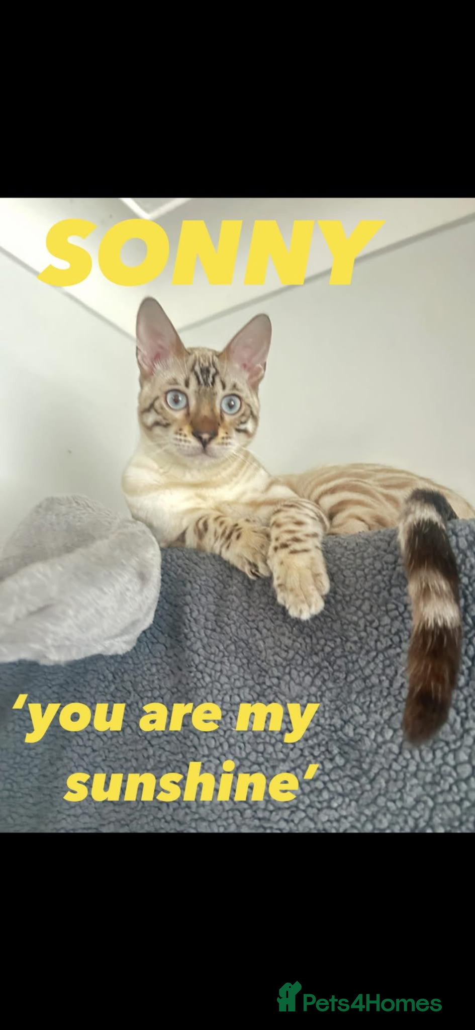 Bengal cats for sale: BENGAL 🔥 KITTENS TICA REGISTERED  - Advert 10