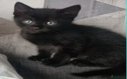 Ragdoll cats for sale: Ragdoll x bsh  - Image 3