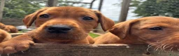 Labrador Retriever dogs for sale: Fox red Labrador  in Galashiels - Advert 10