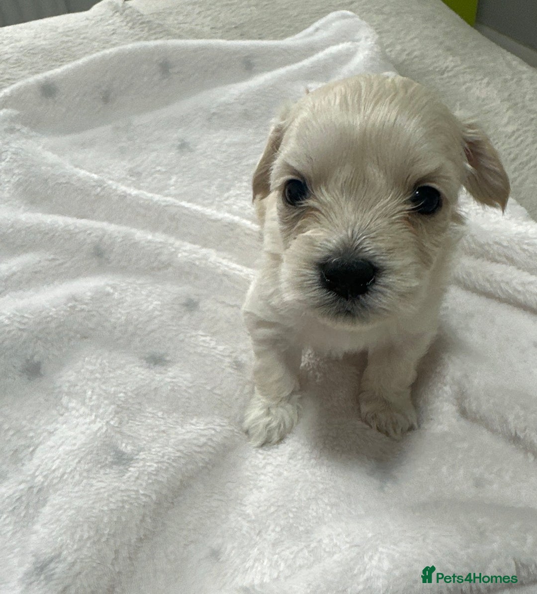 Bichon Frise dogs for sale: LAST PUPPY REMAINING - READY TO LEAVE 28th OFFERS! - Advert 14