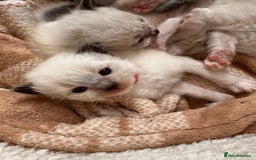 Ragdoll cats for sale: Purebred Ragdoll Kittens (TICA REG PARENTS) - Image 21