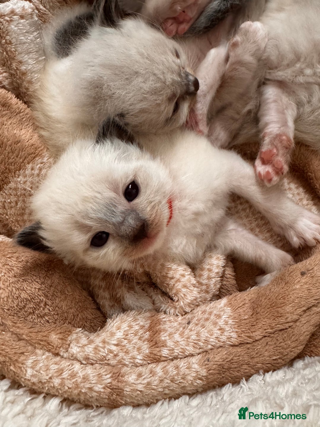 Ragdoll cats for sale: Purebred Ragdoll Kittens (TICA REG PARENTS) - Image 21