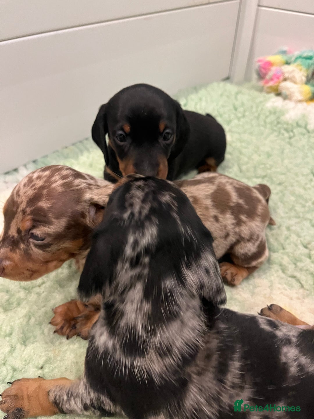 Miniature Dachshund dogs for sale: 3 Extremely clean and healthy KC boys available  - Advert 21