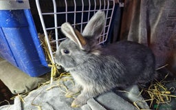 Mixed Breed rabbits for sale: Handsome young lilac otter bunny boy - Image 12