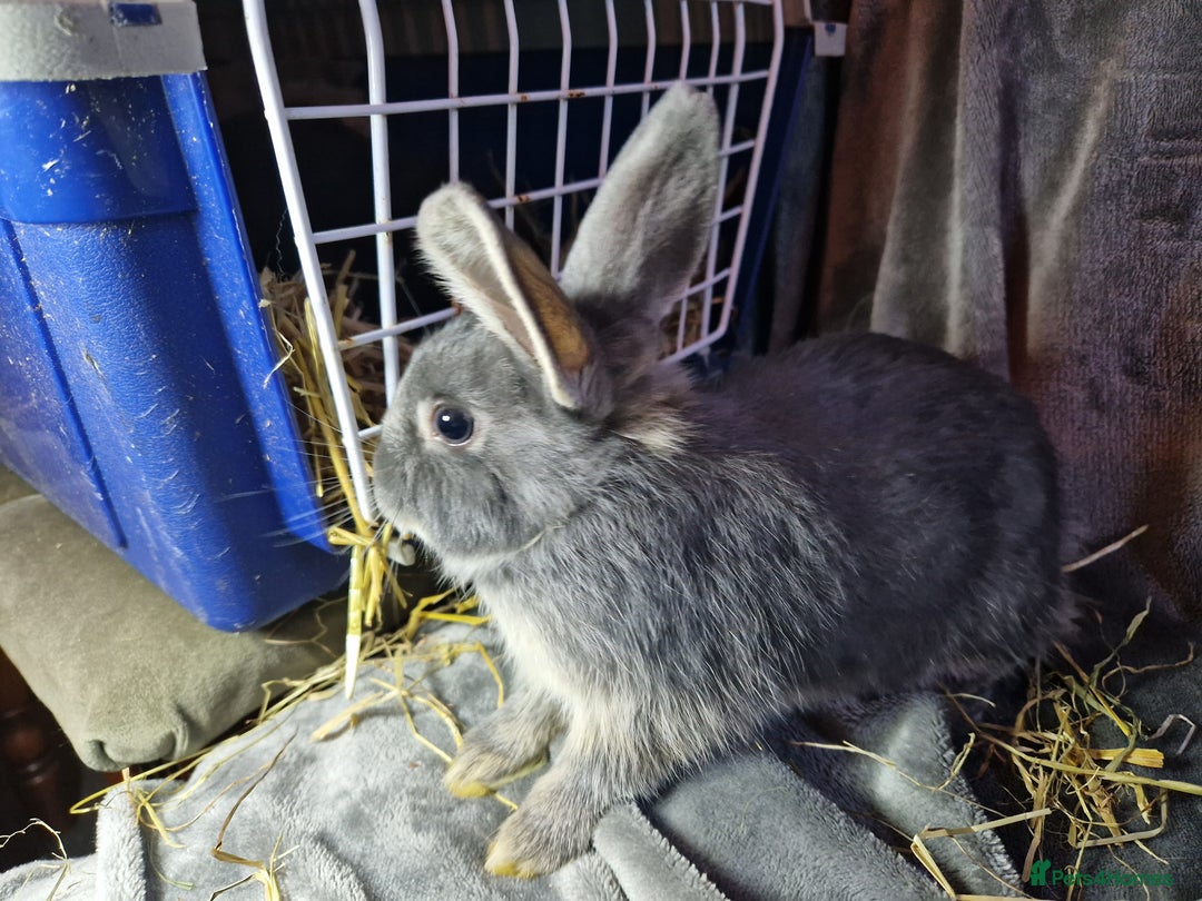 Mixed Breed rabbits for sale: Handsome young lilac otter bunny boy - Image 12