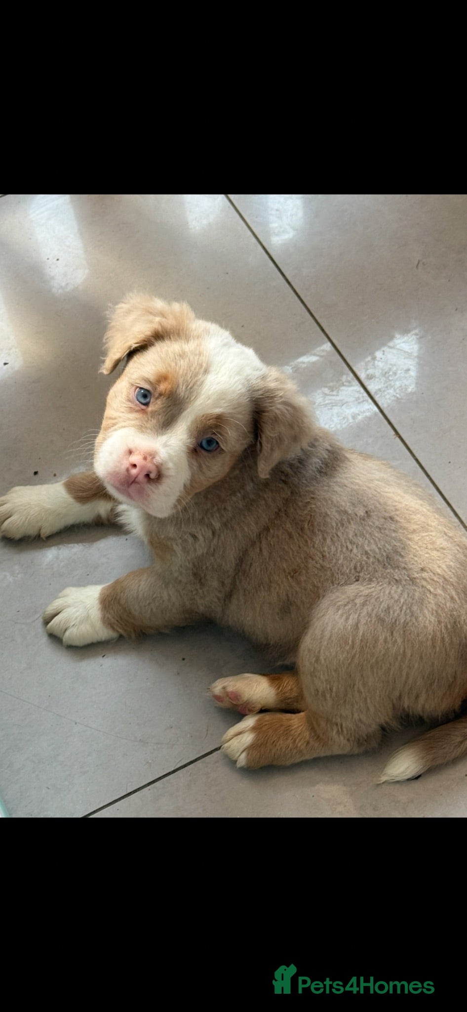 Olde English Bulldogge dogs Fluffy old English bulldog Champion Blood lines - Advert 2