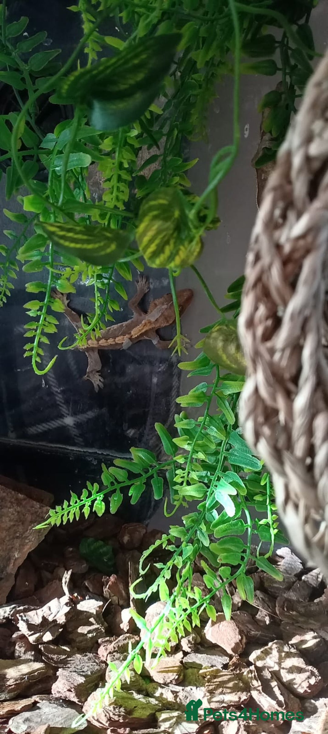 Bearded Dragon reptiles for sale: 3 crested geckos and enclosure. - Advert 3