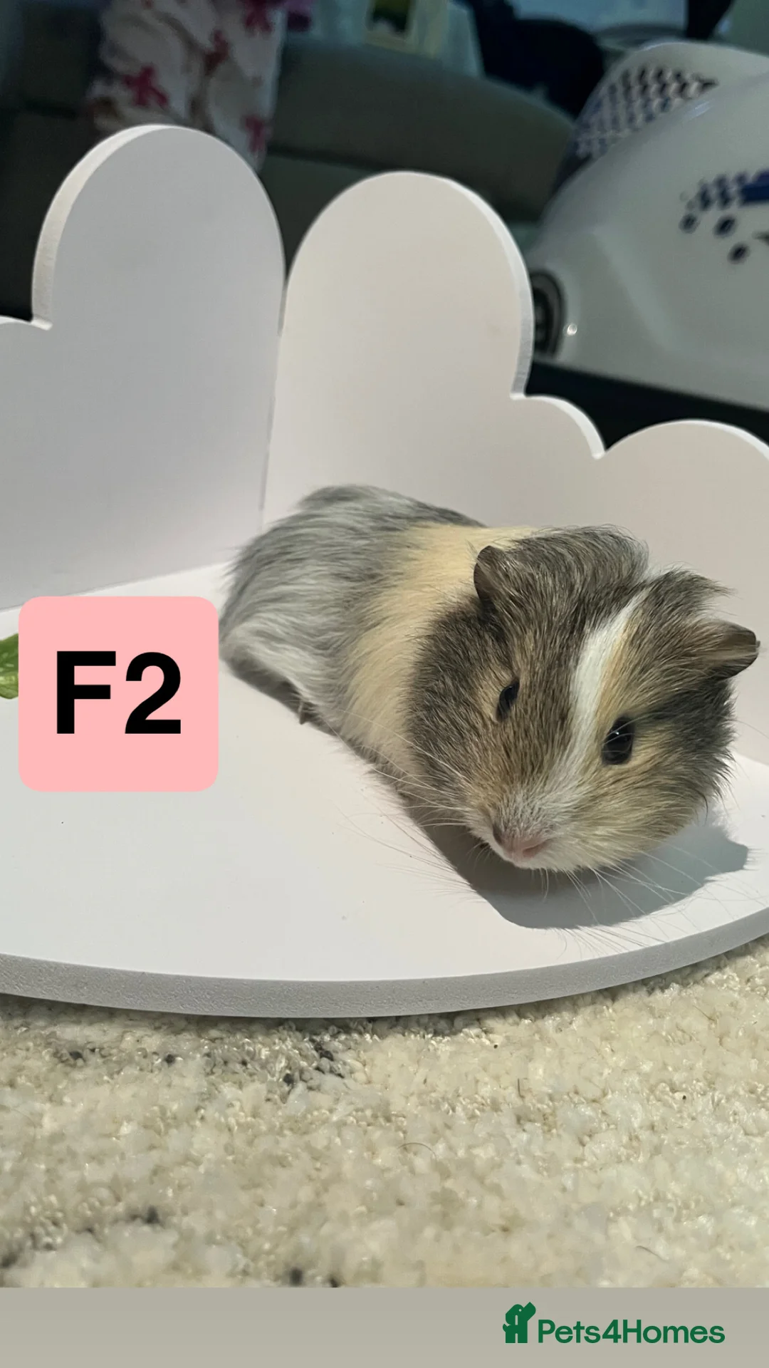 Guinea Pig rodents for sale: 3 baby guinea pigs  - Advert 6