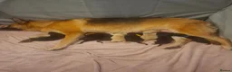 Sheprador dogs for sale: Shepador puppies for sale!  - Advert 8