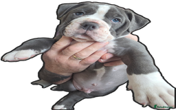 Olde English Bulldogge dogs for sale: Olde English Bulldog Puppies-ready for new home. - Image 4