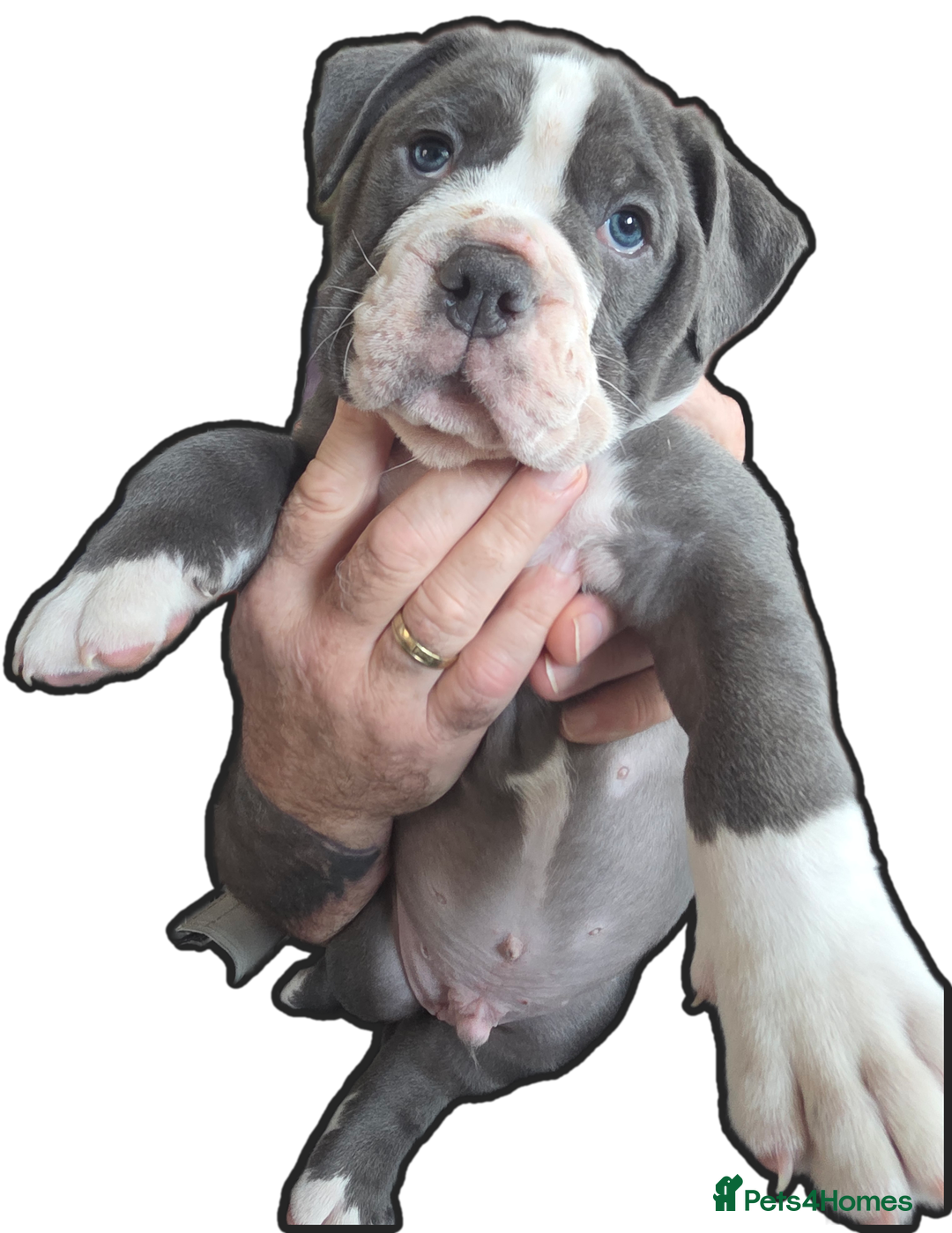 Olde English Bulldogge dogs for sale: Olde English Bulldog Puppies-ready for new home. - Image 4