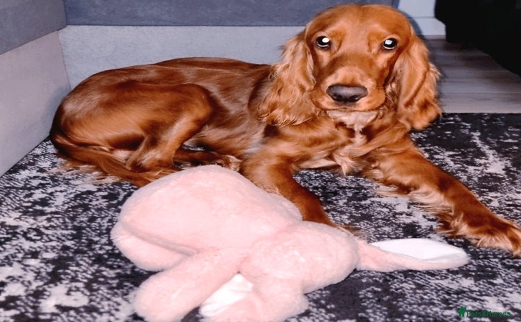 Cocker Spaniel dogs - Advert 1