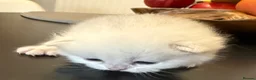British Shorthair cats for sale: GCCF British Shorthair Silver/Black Tipped - Advert 6