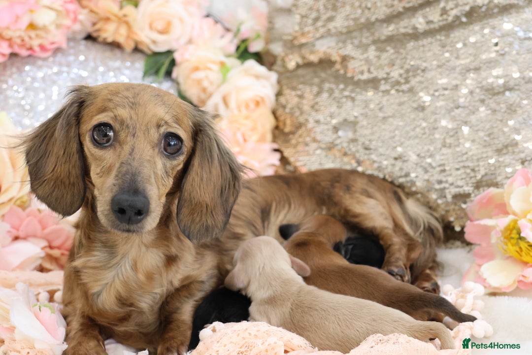 Miniature Dachshund dogs for sale: KC Miniature Dachshund Longhair Puppies - Advert 21