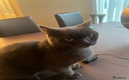 British Shorthair cats for sale: ✨✨Gorgeous british Shorthair for sale!!!! ✨⭐️ - Image 4