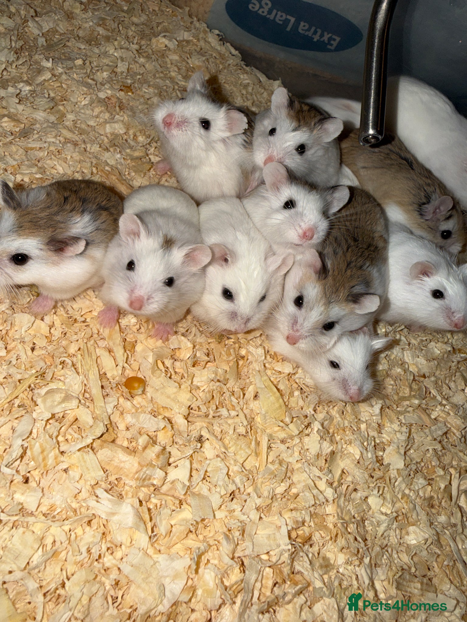 Hamster rodents for sale: Baby Roborovski Hamsters for Sale in St. Neots - Advert 7