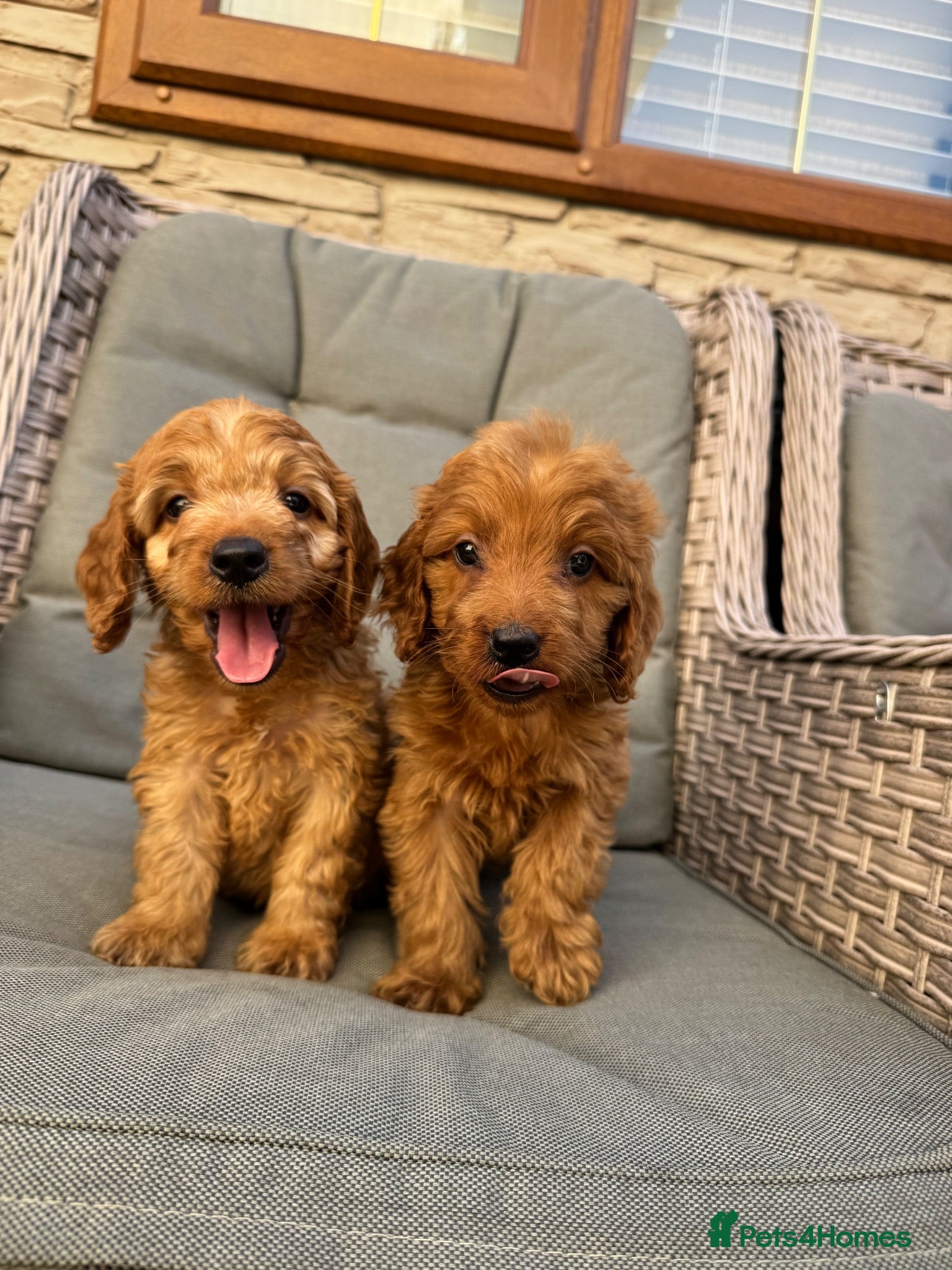 Cockapoo dogs F1 Cockapoos (council licensed breeder  - Advert 2