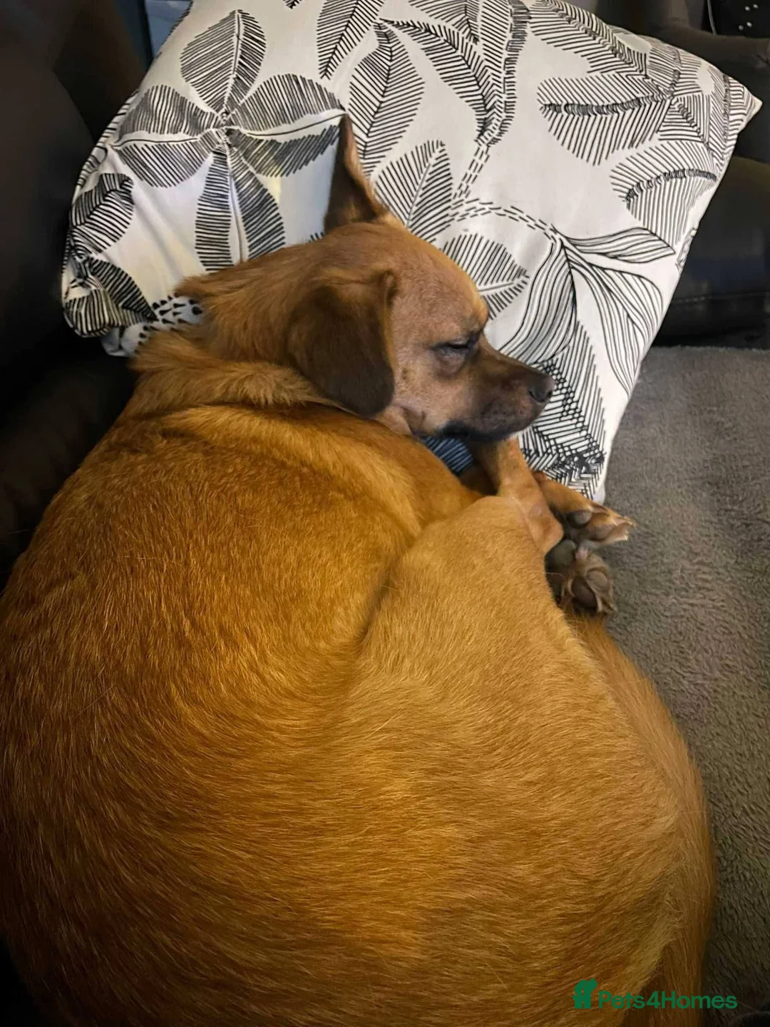 Mixed Breed dogs for adoption: Meet Jaspher, currently residing in Wakefield  - Advert 8