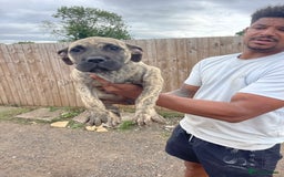 Presa Canario dogs for sale: I have three stunning male presa pups left - Image 1