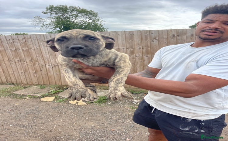 Presa Canario dogs - Advert 8