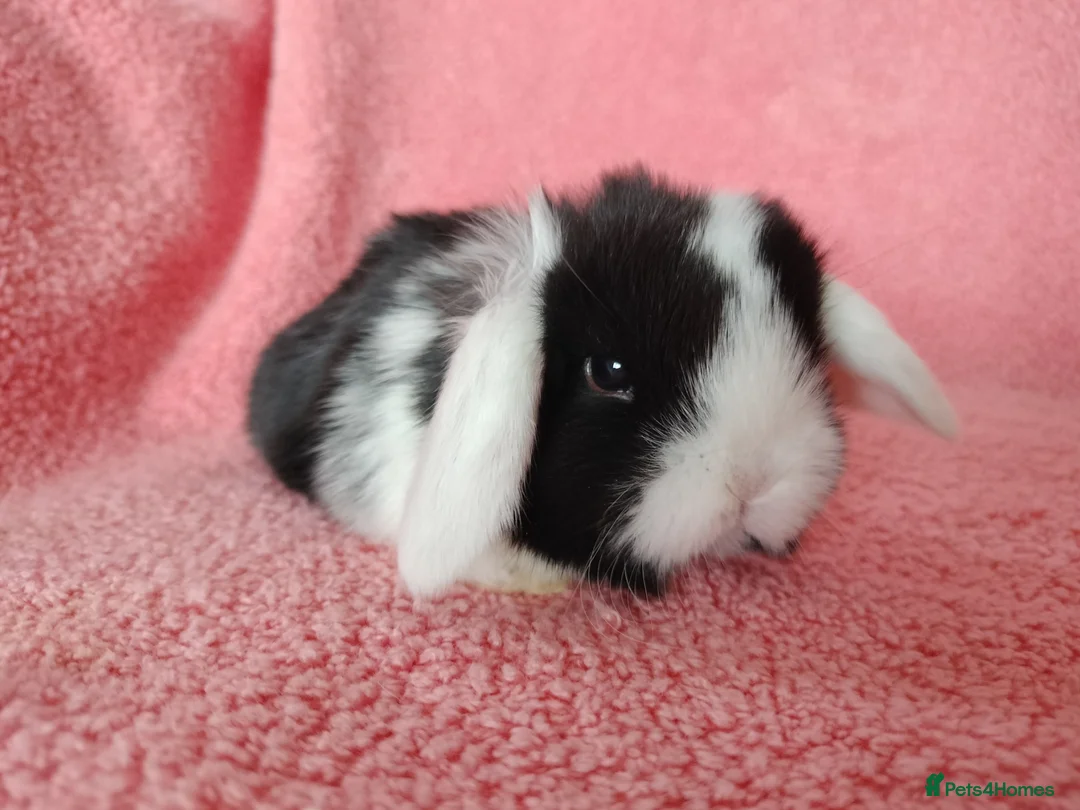 Mini Lop rabbits for sale: Baby mini lops for sale  - Advert 8