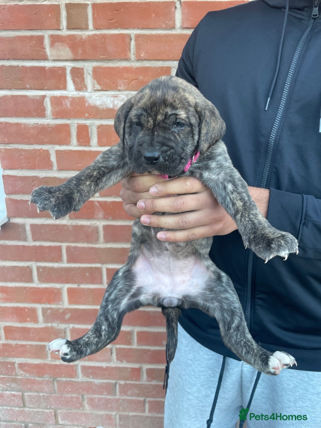 Presa Canario dogs for sale: Presa Canario Puppies Spanish x Serbian Imports - Advert 22