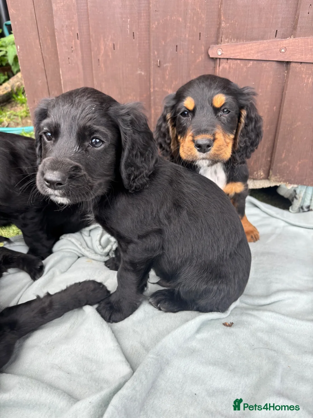 Sprocker dogs for sale: 🩵6 sprocker puppies 💜 - Advert 1