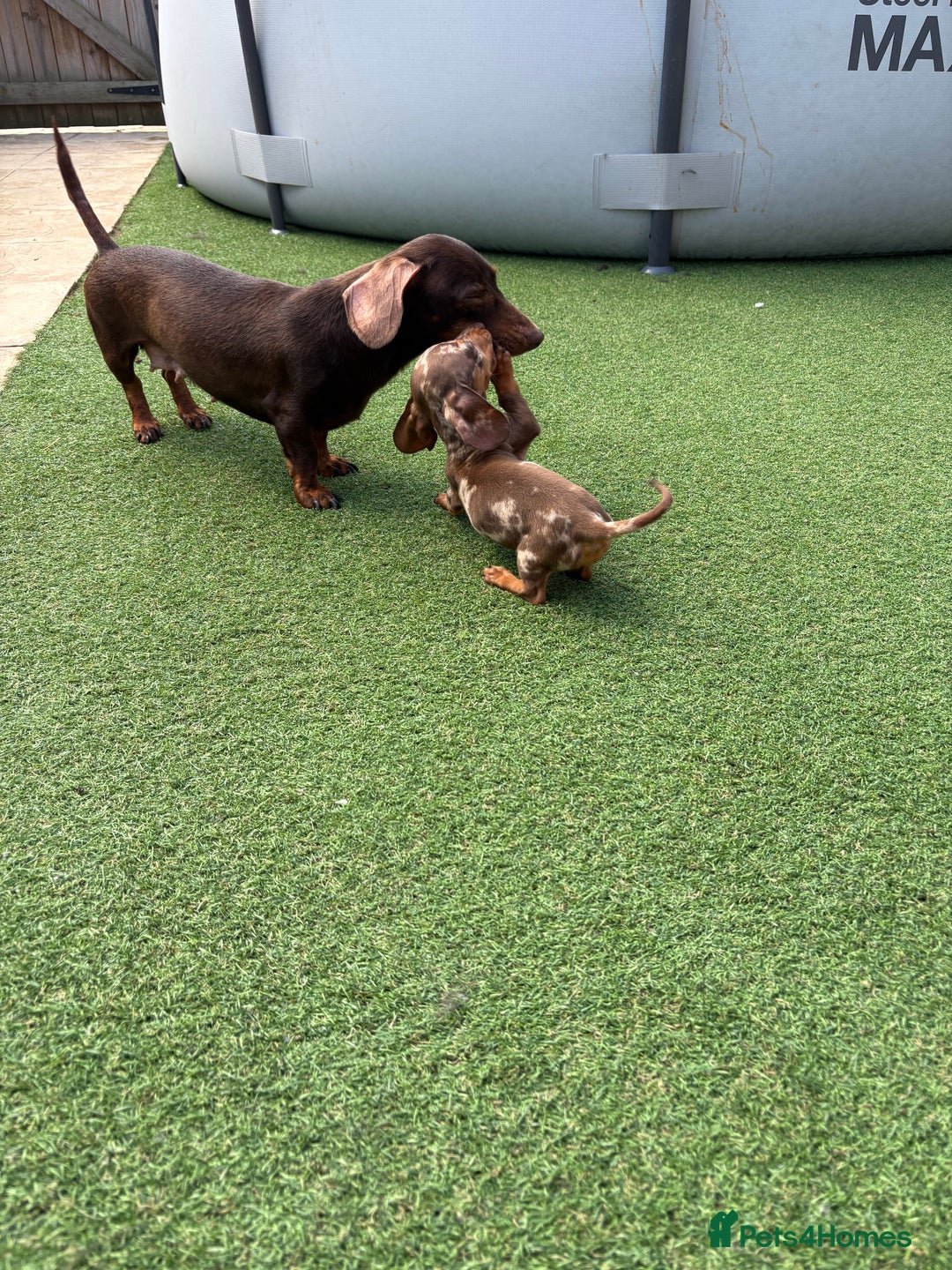 Miniature Dachshund dogs for sale: Beautiful mini dapple and chocolate dachshund  - Image 14