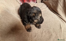 German Shepherd dogs for sale: Long-Haired Straight Back German Shepherd Puppies - Image 6