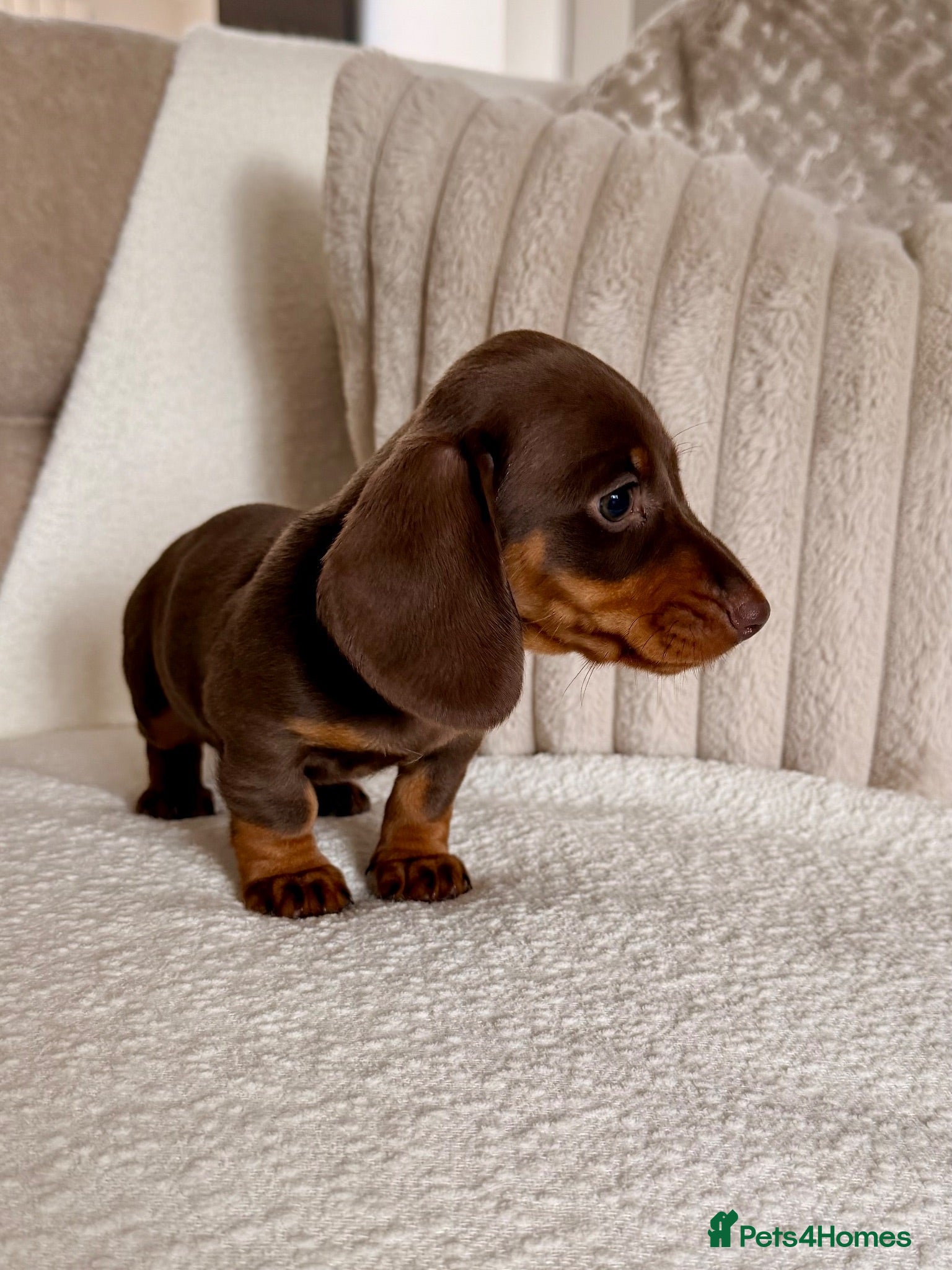 Miniature Dachshund dogs 🩷 LAST GIRL 🩷 KC smooth miniature dachshund  - Advert 2