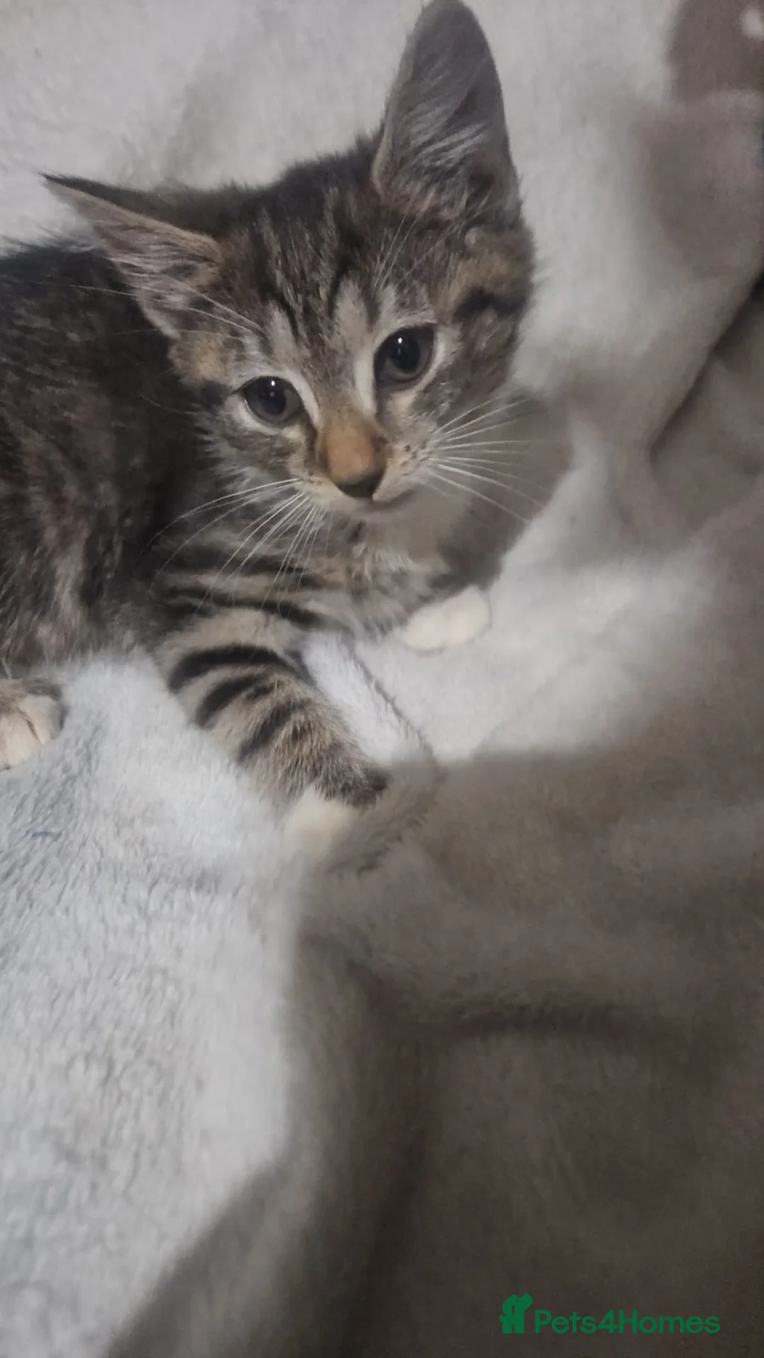 Mixed Breed cats for sale: Mixed exotic kittens - Advert 5