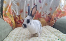 Rex rabbits for sale: Beautiful Rex Rabbits  - Image 2