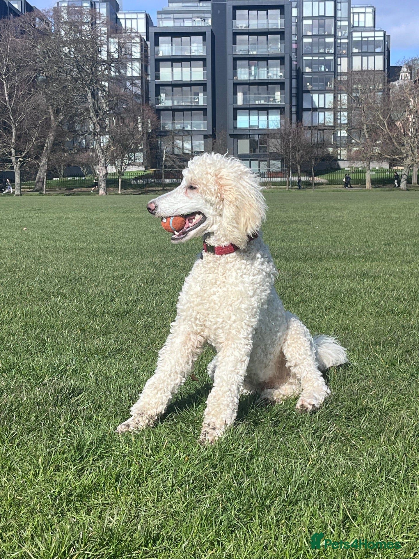 Standard Poodle dogs for stud: Standard Poodle for Stud - Advert 1