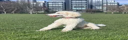 Standard Poodle dogs for stud: Standard Poodle for Stud - Advert 1