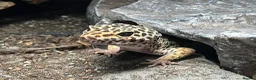 Leopard Gecko reptiles for sale: Leopard gekco with full setup in Yeovil - Advert 1