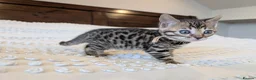 Bengal cats for sale: 🖤🩶🤍 BEAUTIFUL BENGAL KITTENS 🤍🩶🖤 - Advert 36