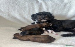 Shihpoo dogs for sale: Last boy Shihpoo. Ready to leave now. REDUCED - Image 5