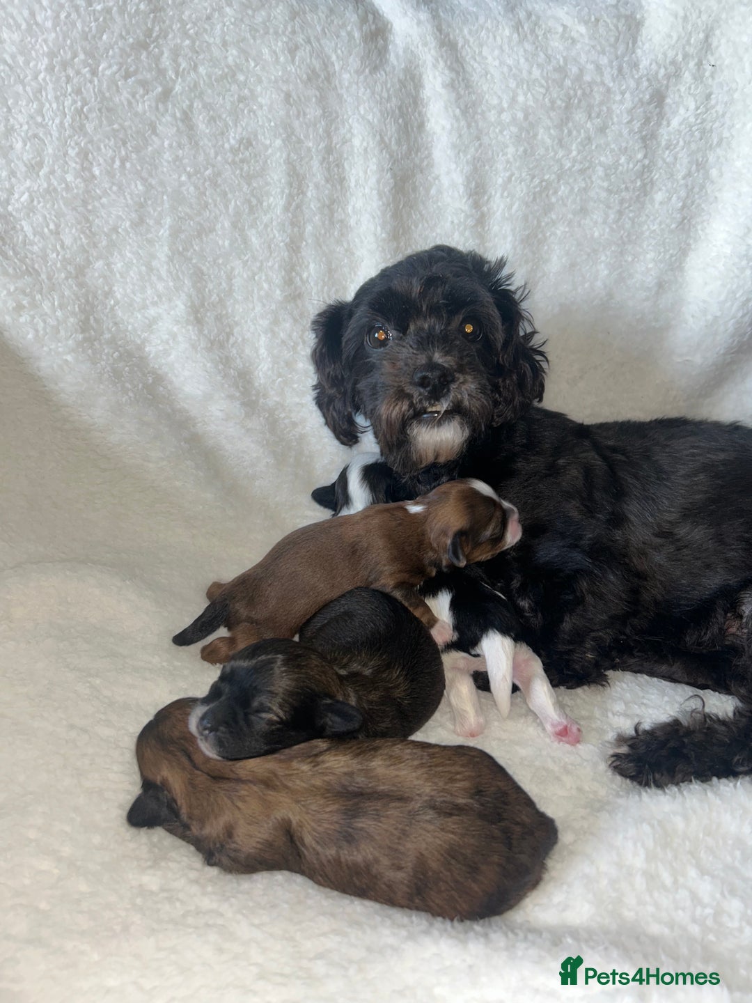 Shihpoo dogs for sale: Last boy Shihpoo. Ready to leave now. REDUCED - Image 5
