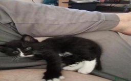 Domestic Shorthair cats for sale: Beautiful kittens  - Image 4