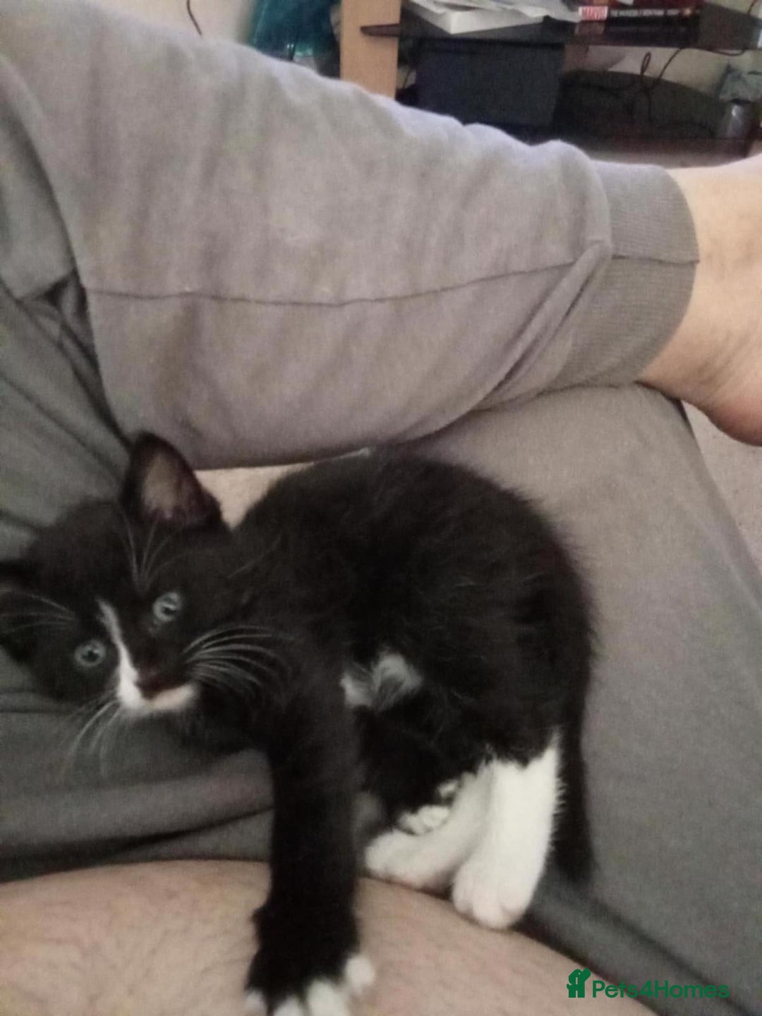 Domestic Shorthair cats for sale: Beautiful kittens  - Image 4