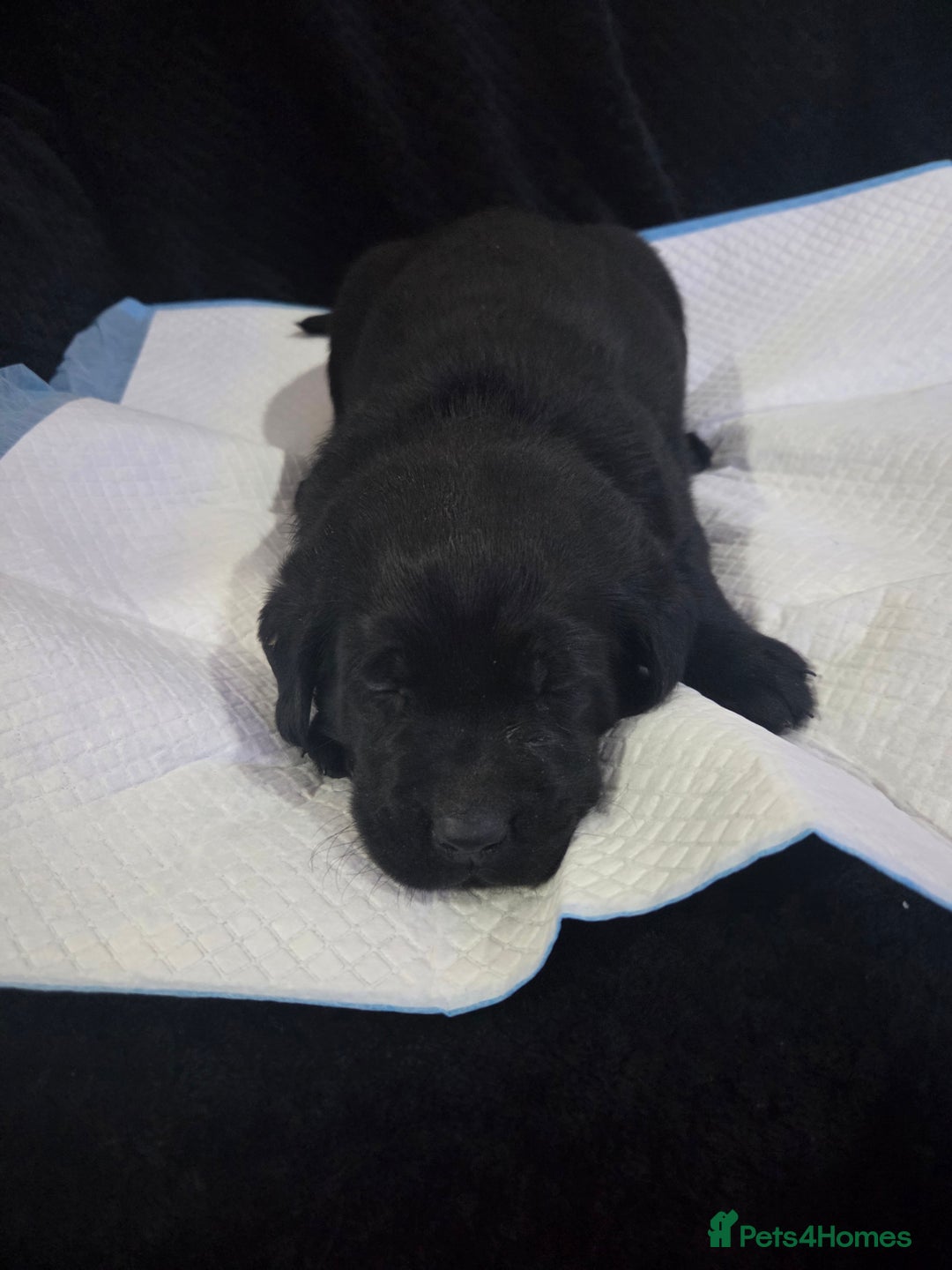 Labrador Retriever dogs for sale: KC Registered Black Labrador Puppies  - Advert 5