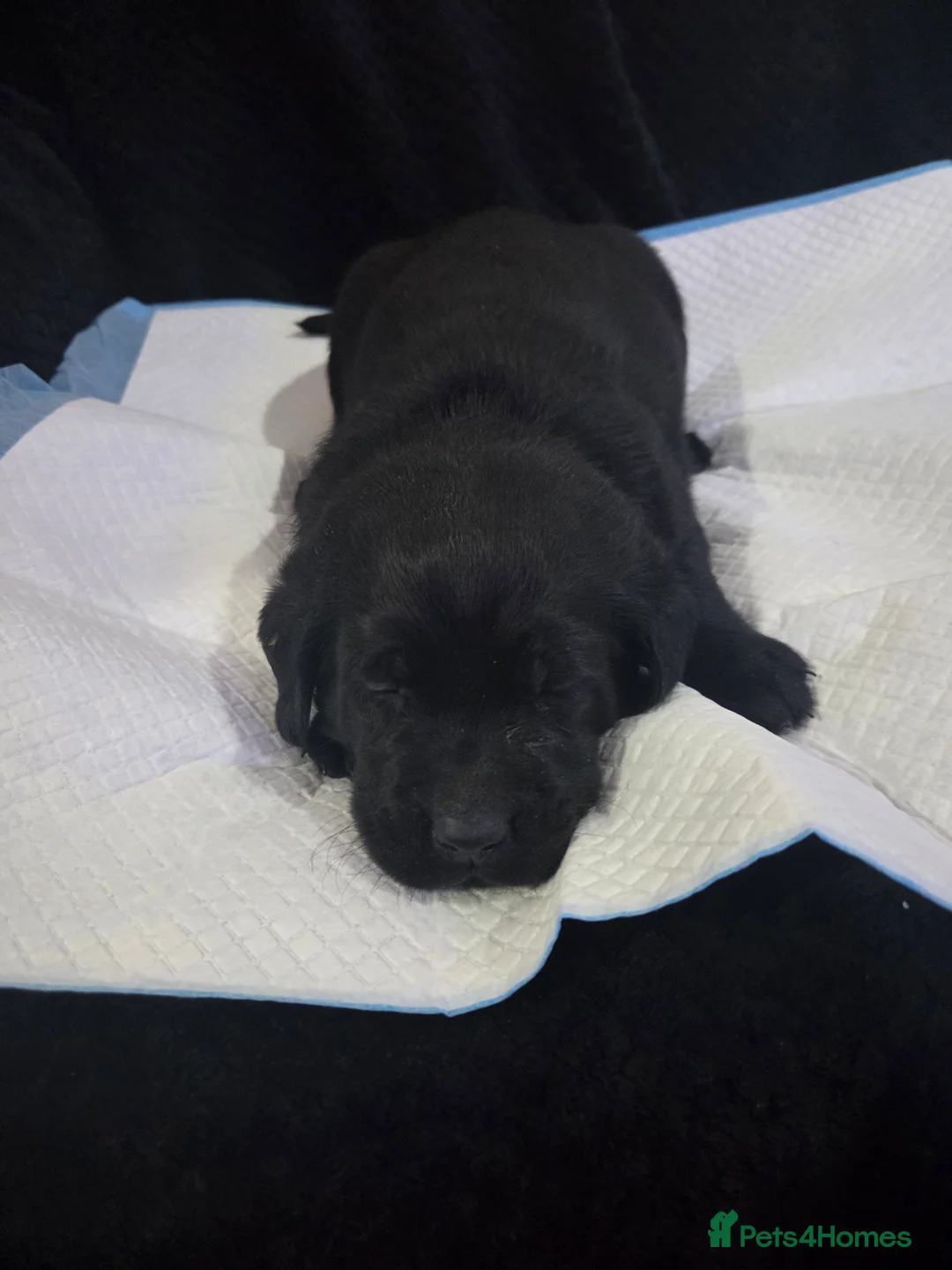 Labrador Retriever dogs for sale: KC Registered Black Labrador Puppies  - Advert 7