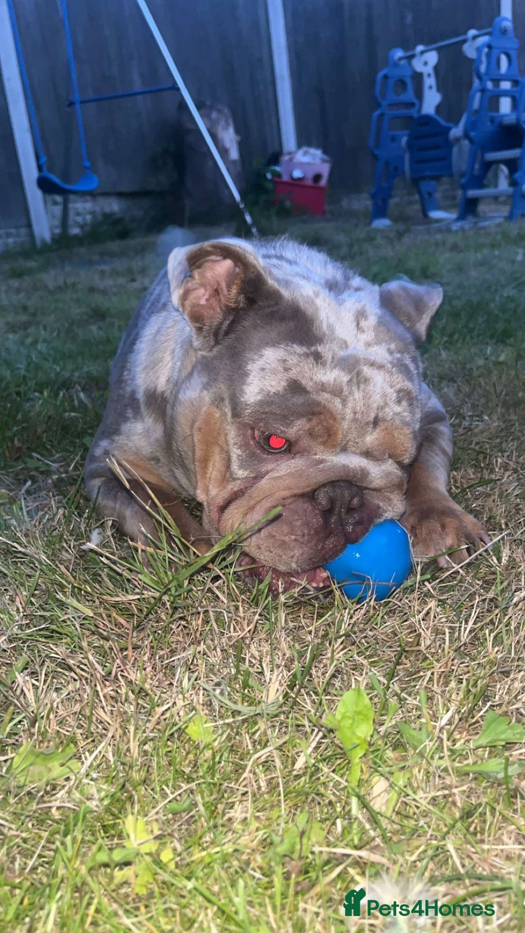 English Bulldog dogs for sale: Luna  - Advert 2