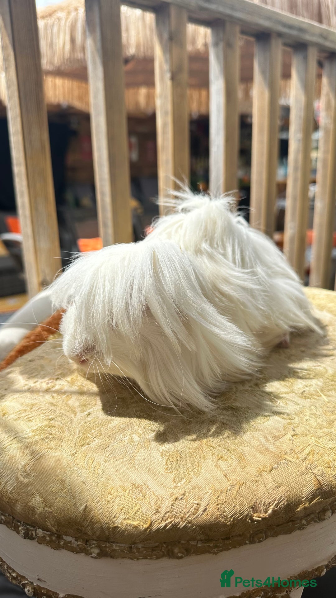 Guinea Pig rodents for sale: Swiss boar / Peruvian boar  in Wickford - Image 9