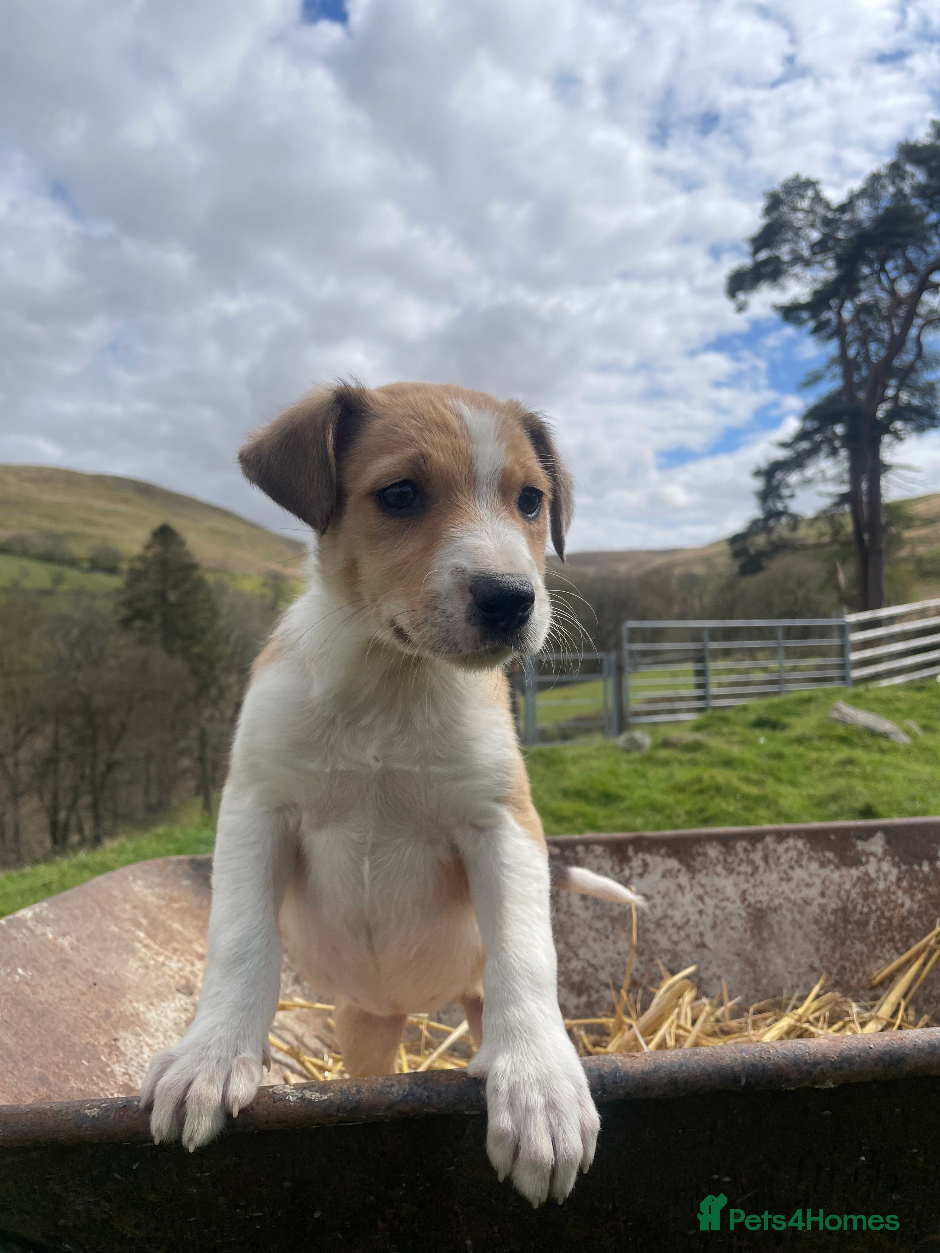 Welsh Collie dogs Welsh collie pups - Advert 11